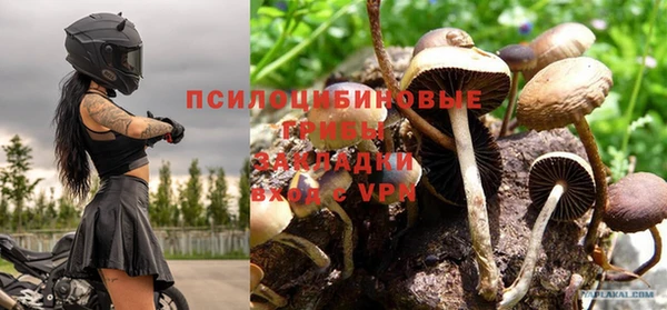 трава Белокуриха